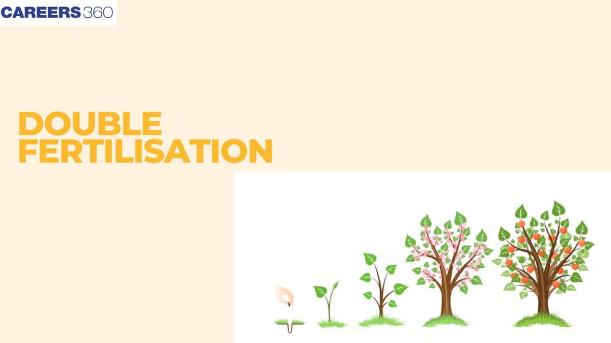 Double Fertilisation In Angiosperms